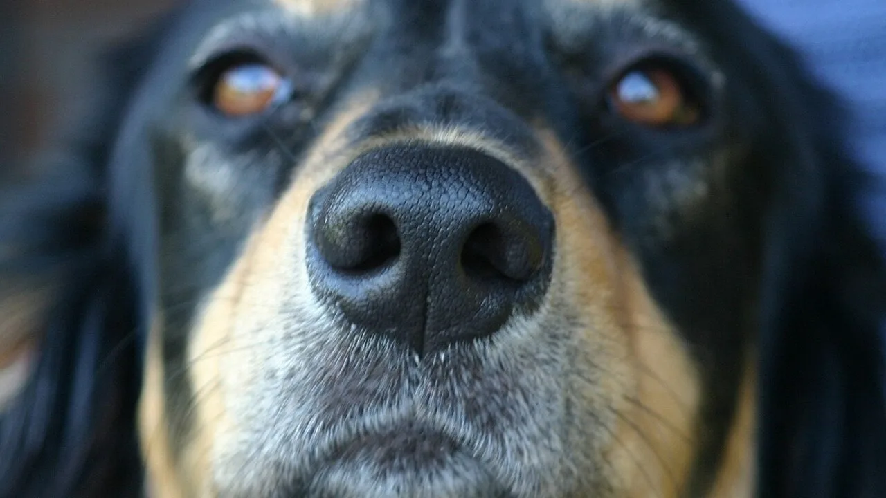 Detalle en primer plano de nariz de perro
